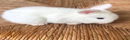 Mixed Breed rabbits for sale: Gorgeous white baby bunnies in London - Advert 12