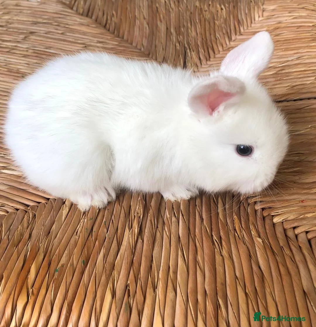 Mixed Breed rabbits for sale: Gorgeous white baby bunnies in London - Advert 12
