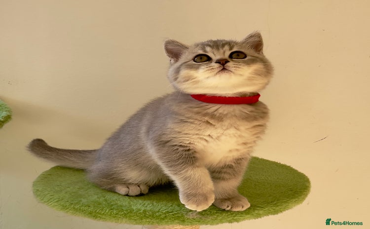 British Shorthair cats - Advert 6