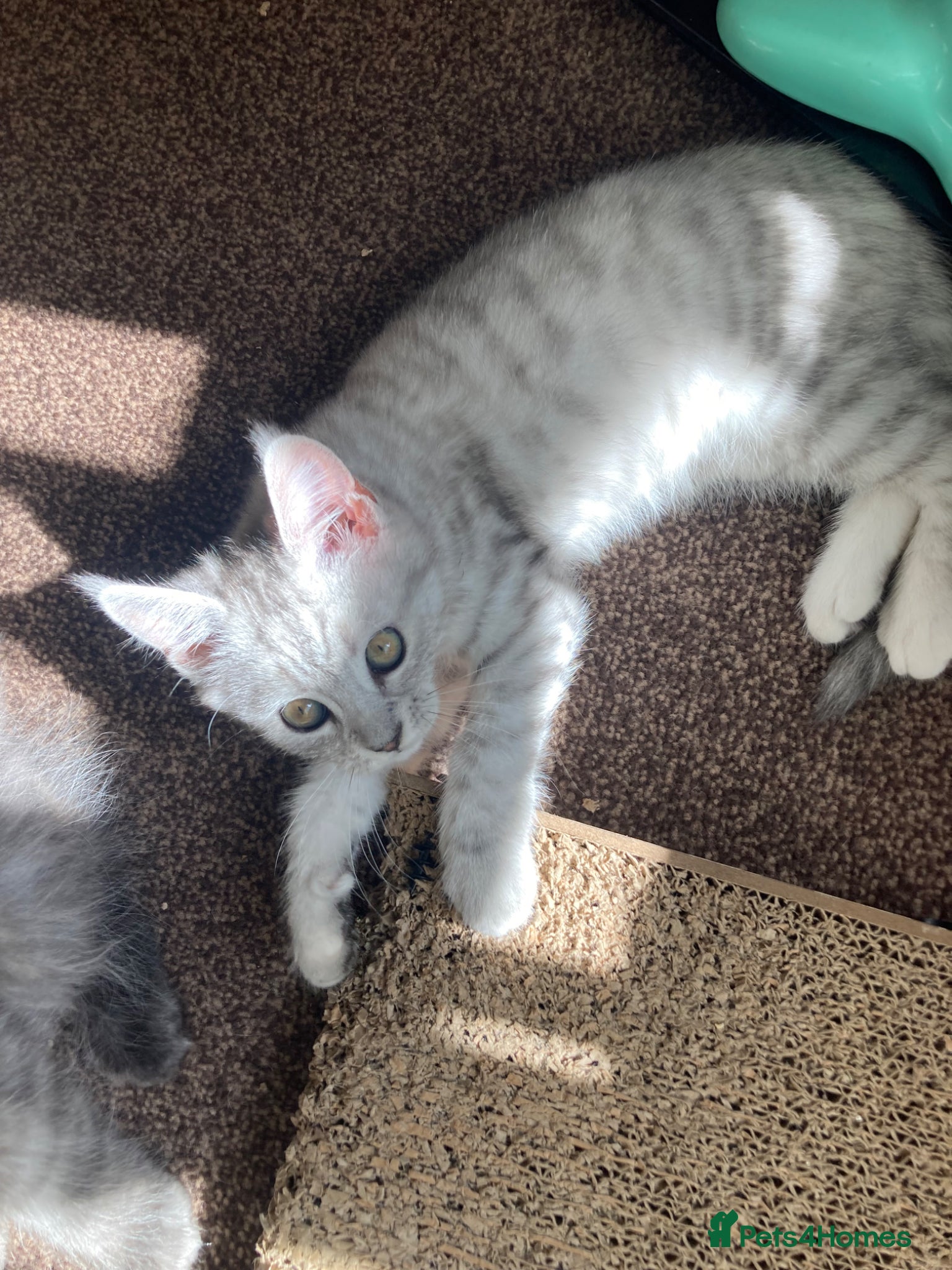 Mixed Breed cats for sale: Julie in Pontefract - Advert 5