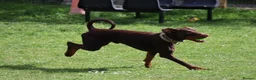 Dobermann dogs for sale: Denzel the male dobe - Advert 11