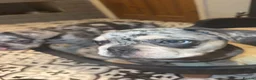 French Bulldog dogs for sale: Two male frenchies  - Advert 8