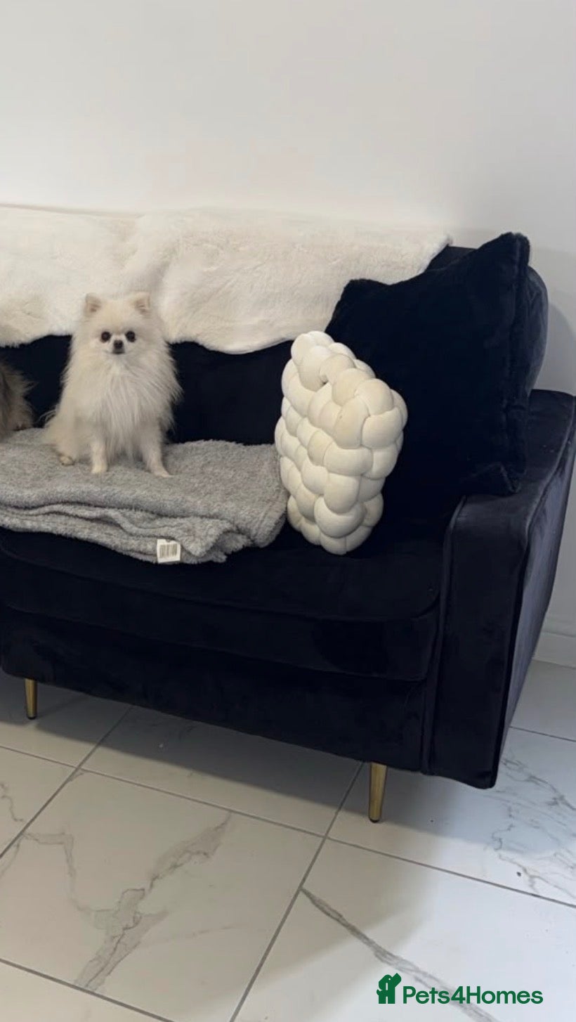 Pomeranian dogs Kennel club  registered Pomeranian - Advert 2