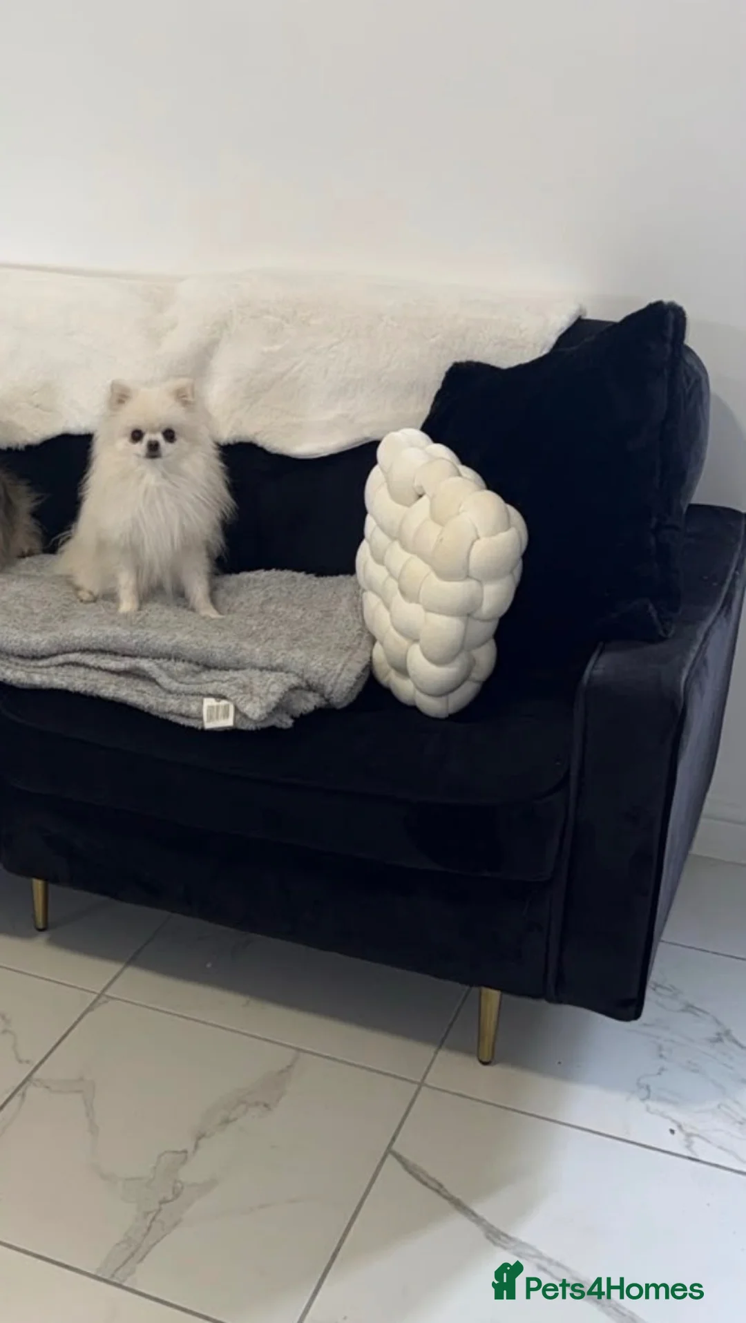 Pomeranian dogs for sale: Kennel club  registered Pomeranian - Advert 2