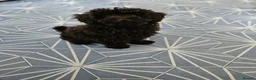 Mixed Breed dogs for sale: Black Toy cockapoo Female 1yr in Nottingham - Advert 7