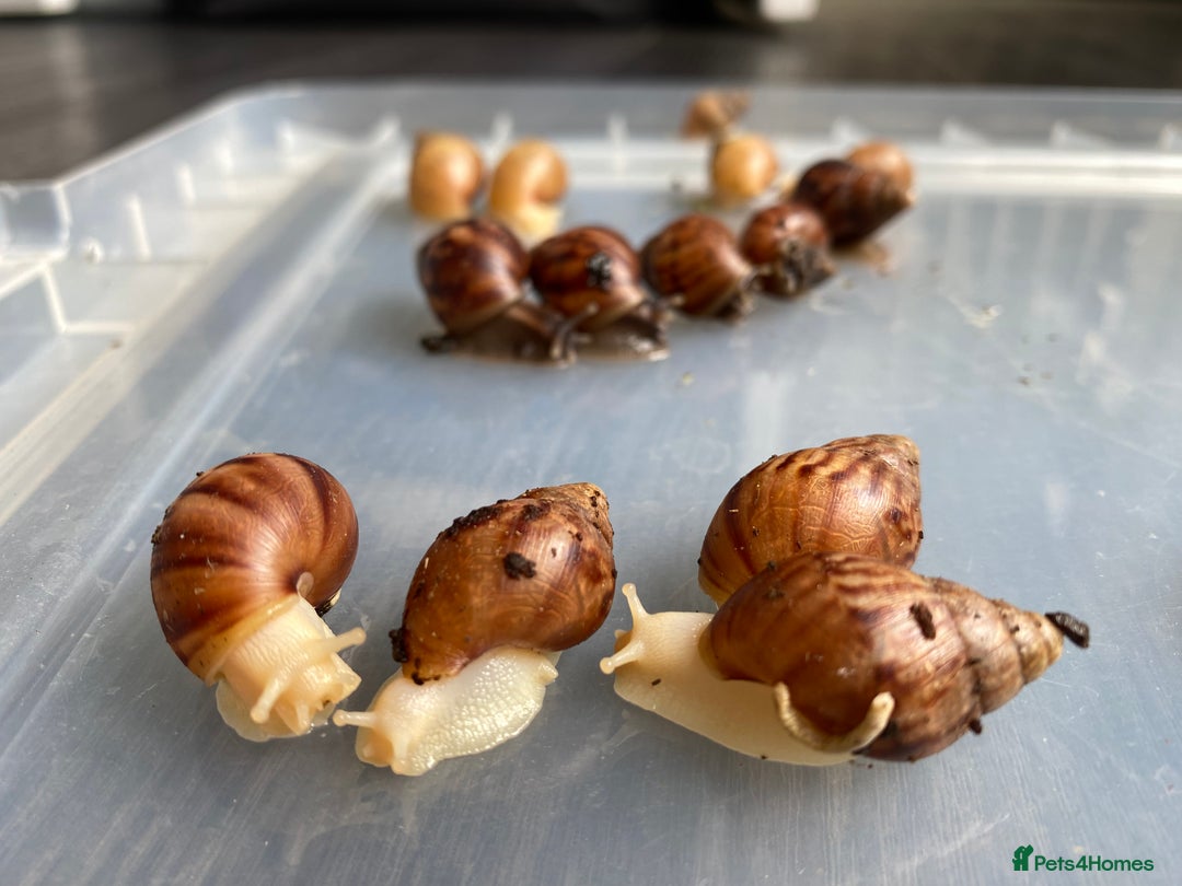 Snails invertebrates for sale: Giant African Land Snails - Wild, Albino & Jade - Image 2