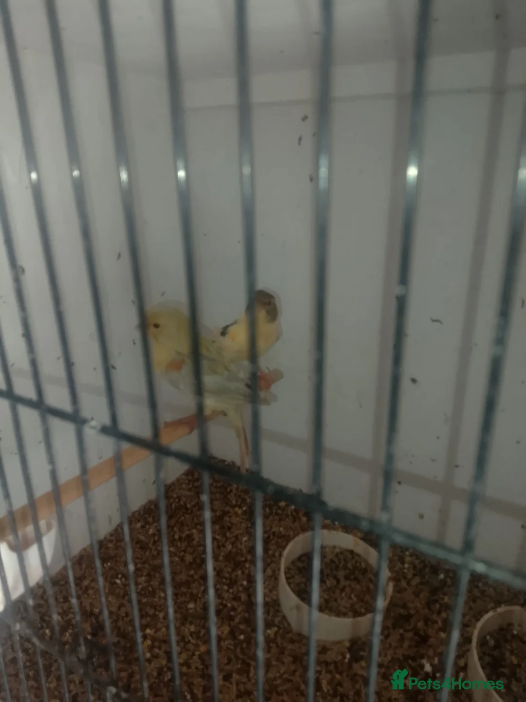 Canaries birds for sale: 10 stunning Harlequin Canaries  - Advert 2