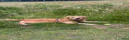 Golden Retriever dogs for sale: Male Golden Retriever (13 months old) in Newtownards - Advert 3