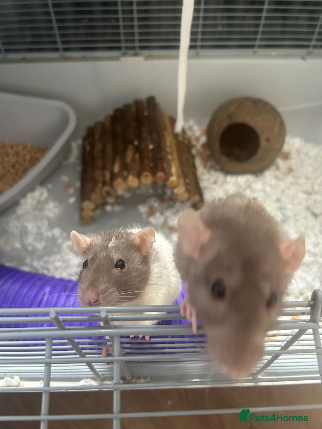 Rat rodents for sale: Rehoming two lovely girl rats  - Advert 2
