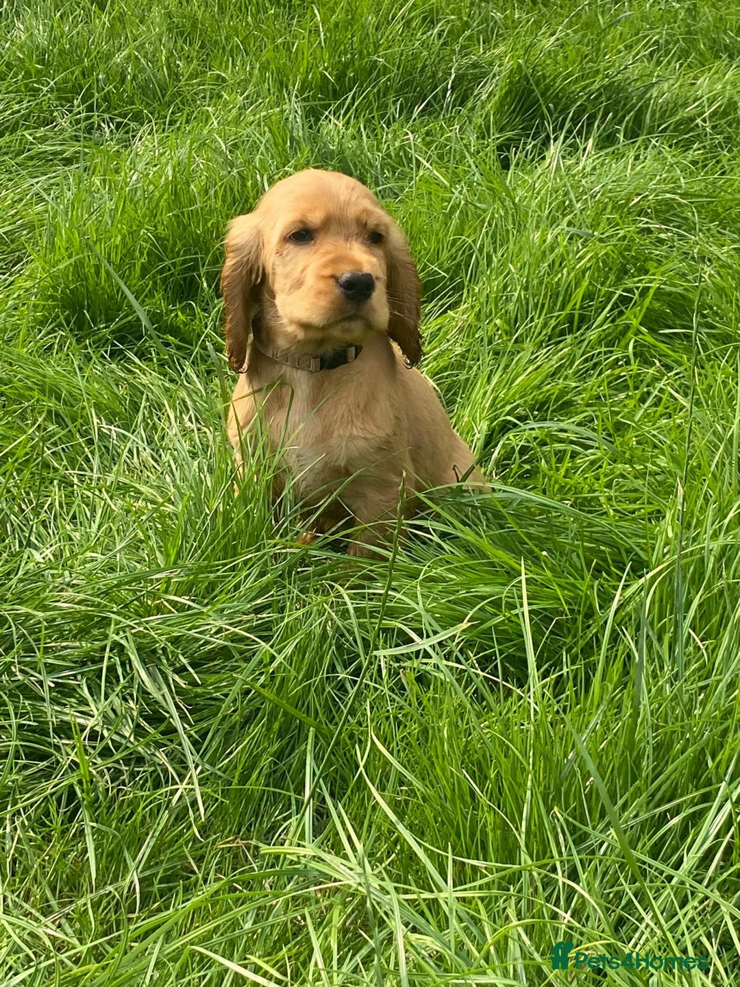 Cocker Spaniel dogs for sale: Show Type Cocker Spaniel Puppies - Advert 8