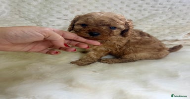 Cavapoo dogs in Brough - Advert 7