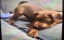Patterdale Terrier dogs for sale: chocolate patterdale terriers  - Image 20