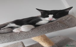 British Shorthair cats for sale: Female kitten  - Image 7