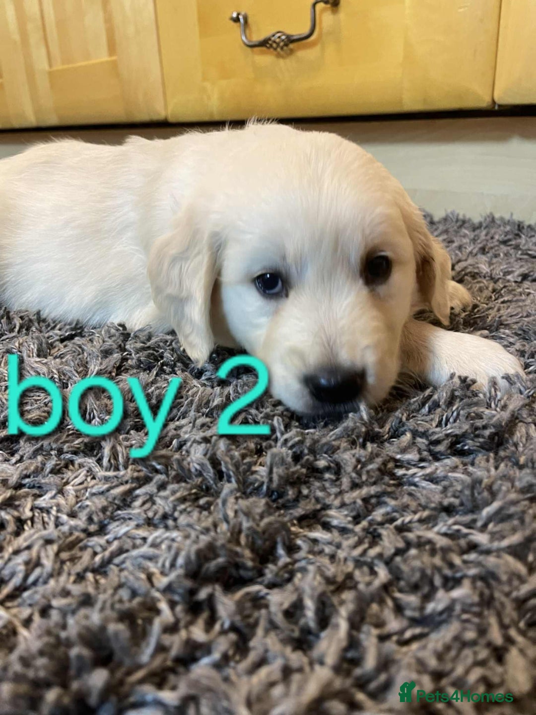 Golden Retriever dogs for sale: 🥰First Class kc Golen Retriever boys🥰 - Image 4