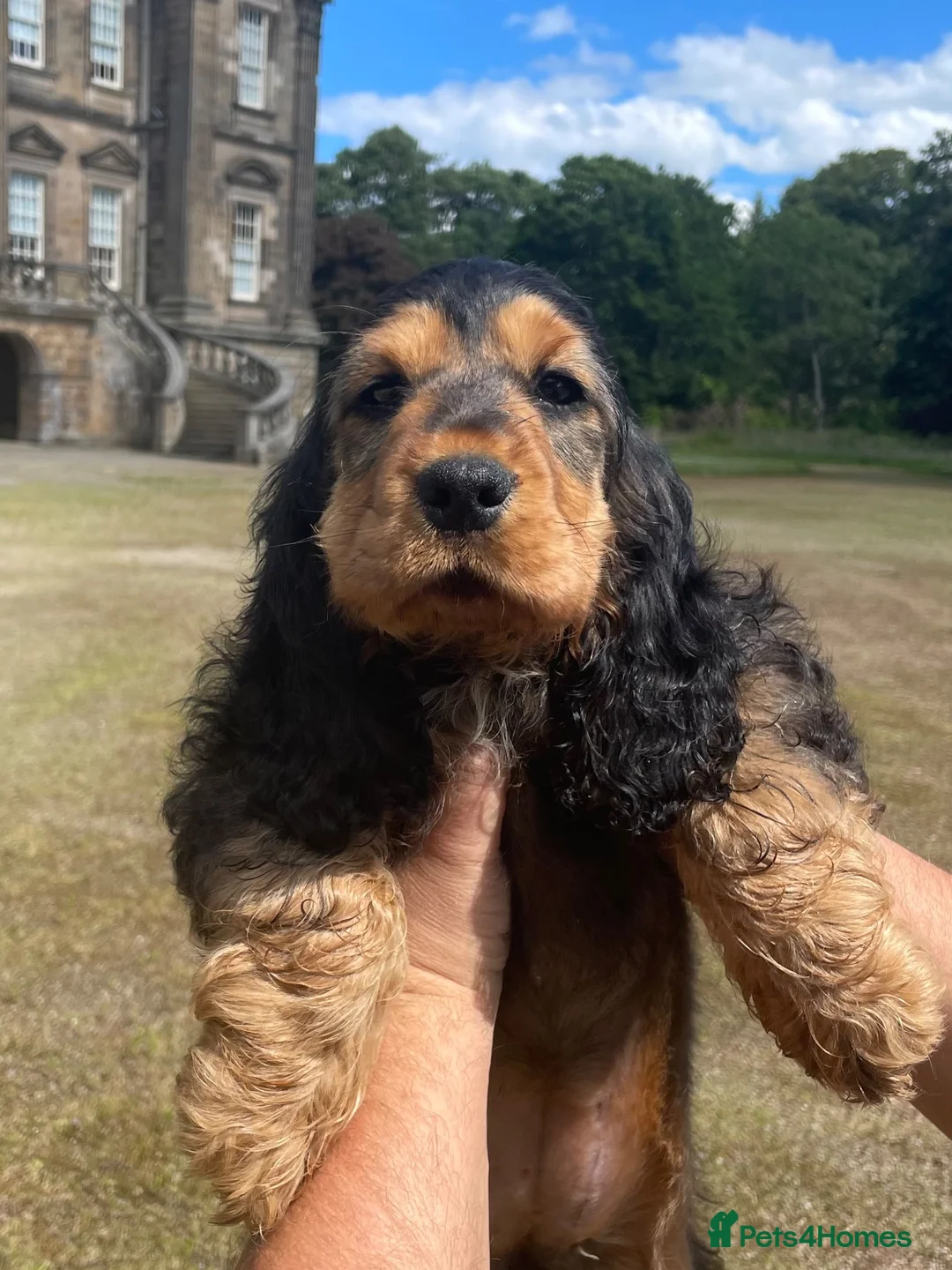 Cocker Spaniel dogs for sale: Show type cocker spaniel  in Banff - Advert 1