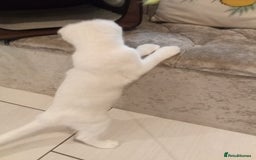 Scottish Fold cats for sale: 1 cutie cream folded girl & 1 straight cream  girl - Image 15