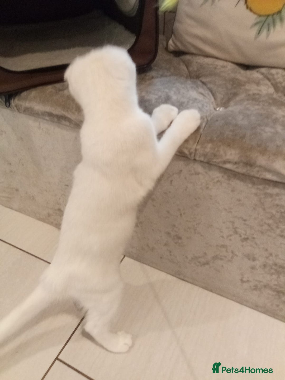 Scottish Fold cats for sale: 1 cutie cream folded girl & 1 straight cream  girl - Image 15