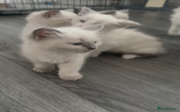 Ragdoll cats for sale: 🐾 Ragdoll Kittens for sale 🐾 - Image 2