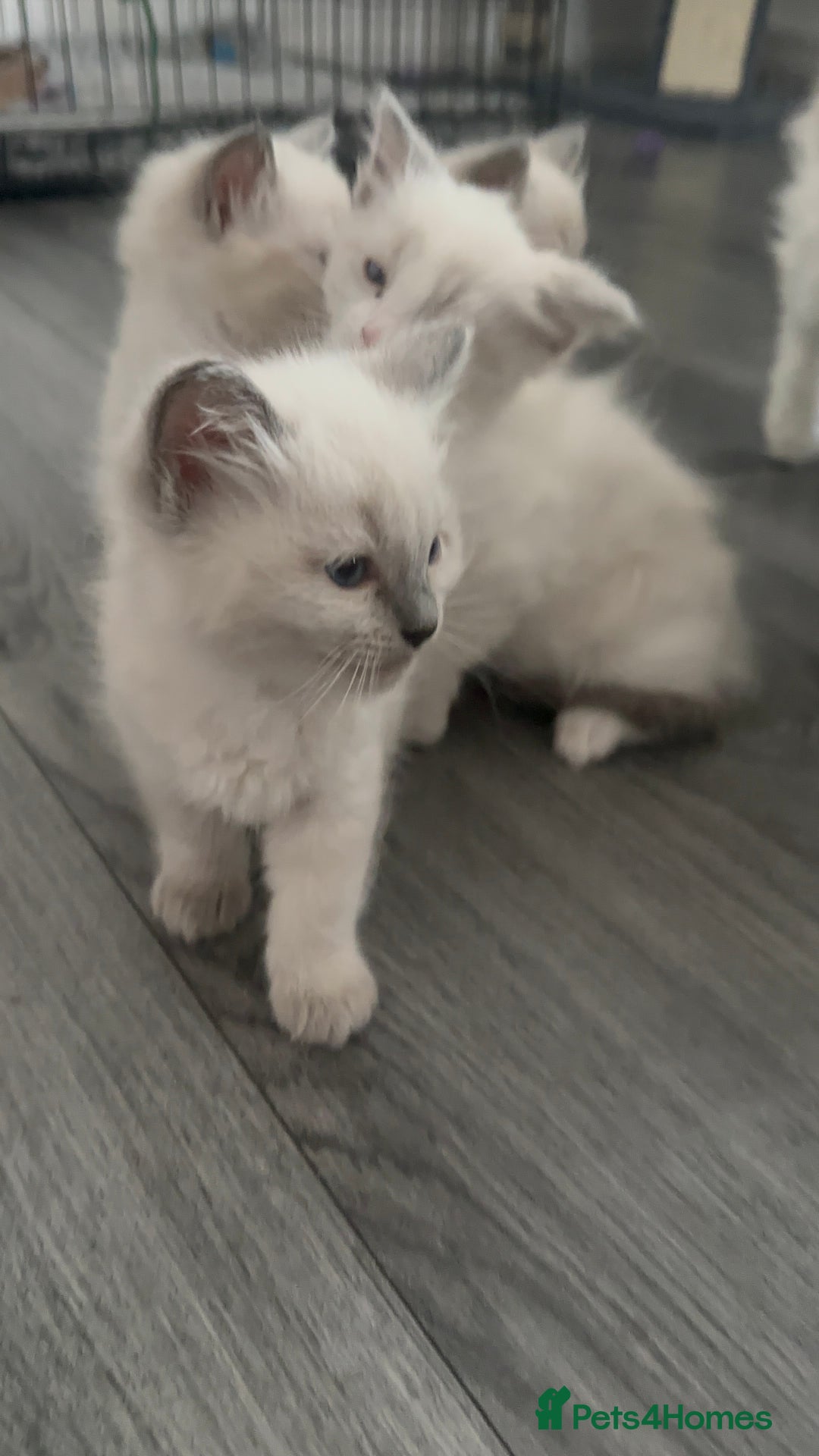 Ragdoll cats for sale: 🐾 Ragdoll Kittens for sale 🐾 - Image 2