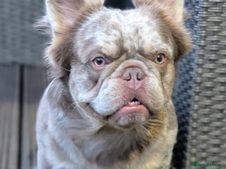 French Bulldog dogs in Sheffield - Advert 16