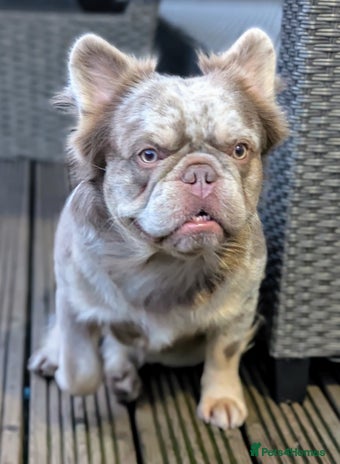 French Bulldog dogs for stud in Sheffield - Advert 2