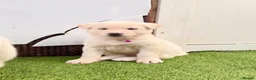 Akita dogs for sale: Akita puppy’s for sale in Birmingham - Advert 6
