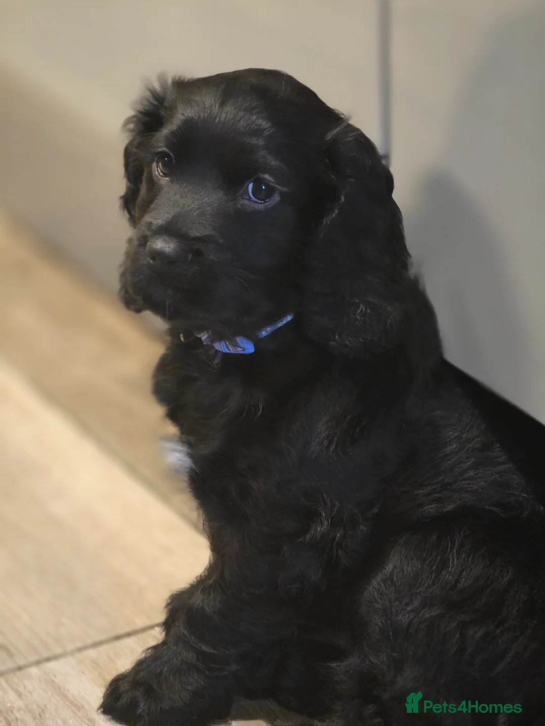 Cocker Spaniel dogs for sale: 1 male cocker spaniel looking for new home - Advert 2