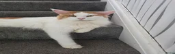 Maine Coon cats for stud: DUAL REGISTERED PROVEN  XXL BOY - Advert 3