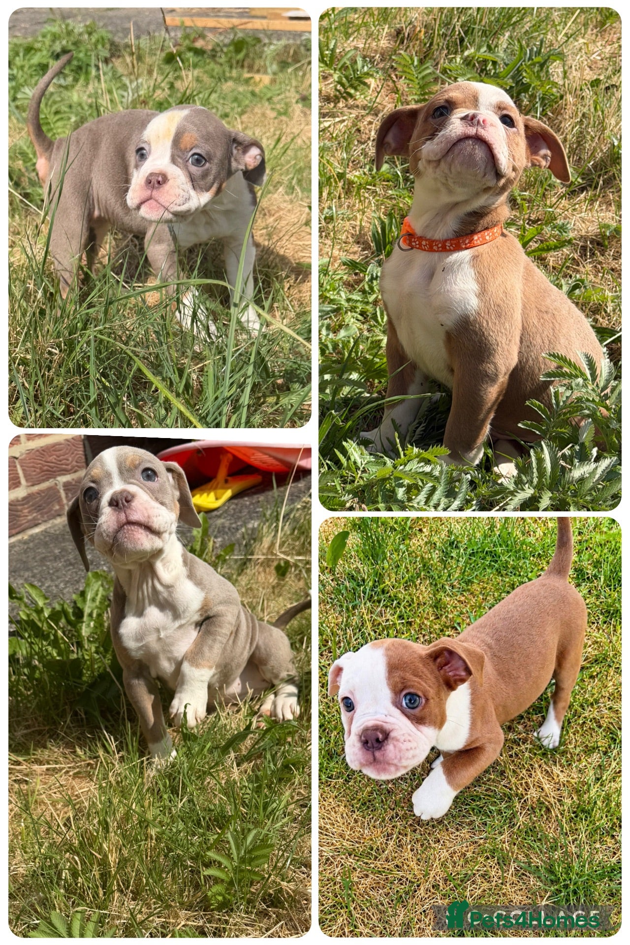 Old Tyme Bulldog dogs Old tyme bulldogs  - Advert 7