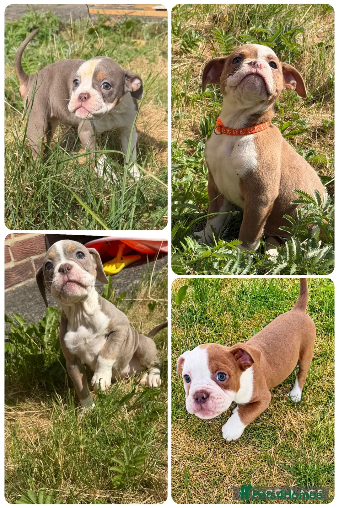 Old Tyme Bulldog dogs for sale: Old tyme bulldogs  - Advert 1