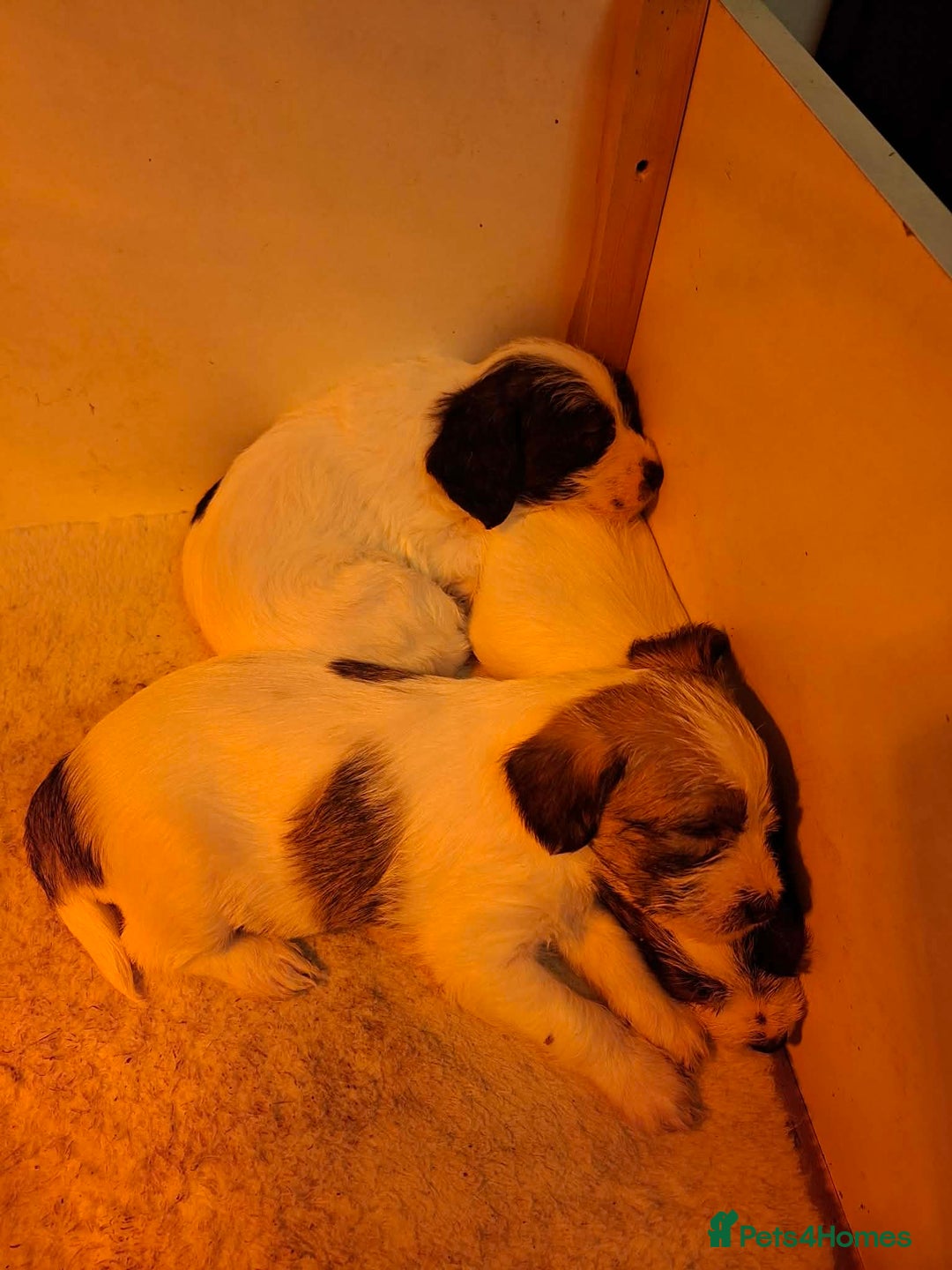 Jackapoo dogs for sale: JACKAPOO PUPPIES - Advert 1