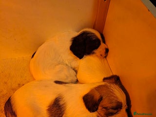 Jackapoo dogs JACKAPOO PUPPIES - Advert 1