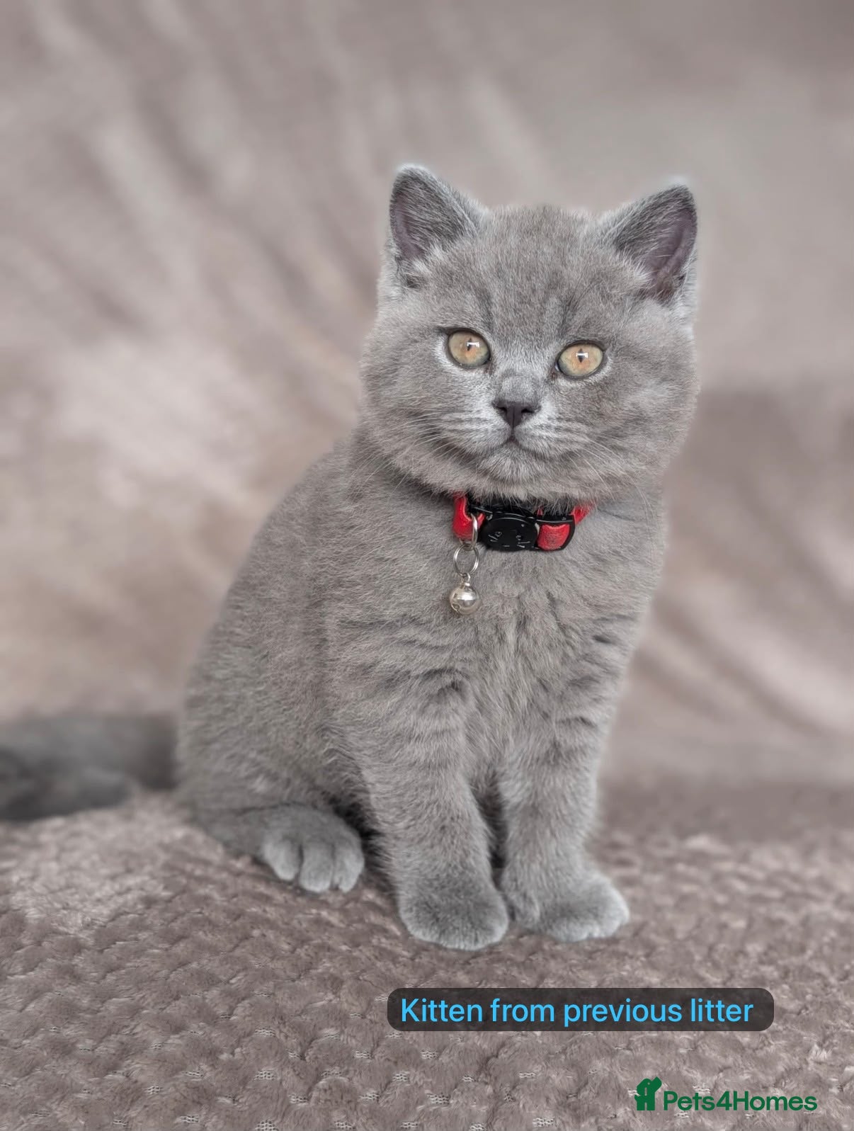 British Shorthair cats Litter due in the next few weeks - Advert 6