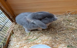 Mini Lop rabbits for sale: Adorable Mini Lop Male - Image 5