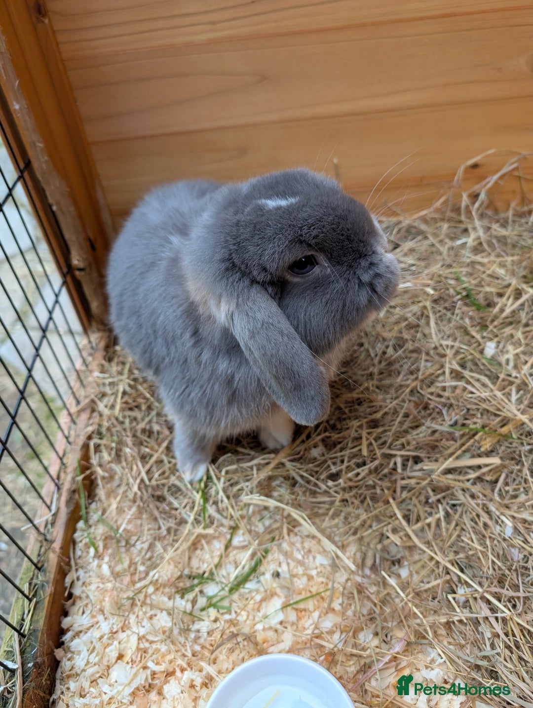 Mini Lop rabbits for sale: Adorable Mini Lop Male - Image 5