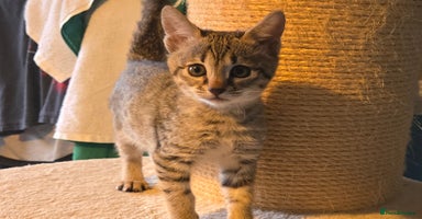 Savannah cats - Advert 3