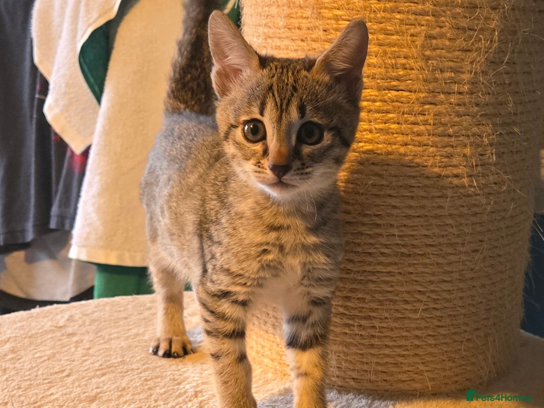 Savannah cats for sale: Gorgeous wee Savannah female (SBT) - Image 2