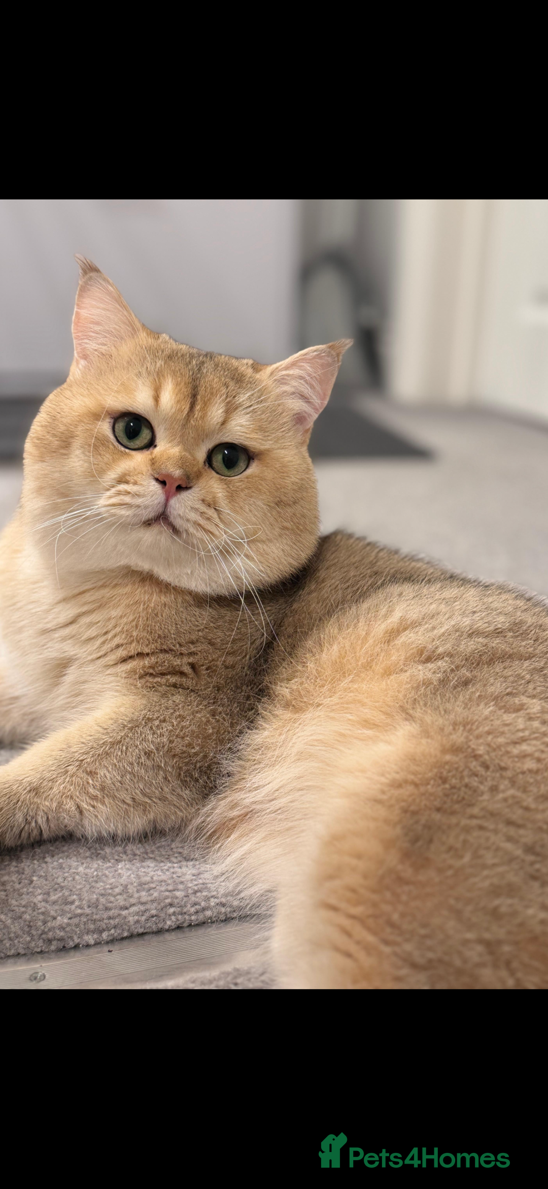 Scottish Fold cats for sale: Scottish pedigree kittens fold and straight - Advert 11