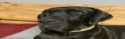 Great Dane dogs for sale: Great Dane puppies for sale - Advert 2