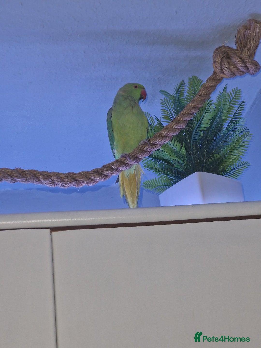 Ringnecks birds for sale: Male indian ringneck  - Image 2