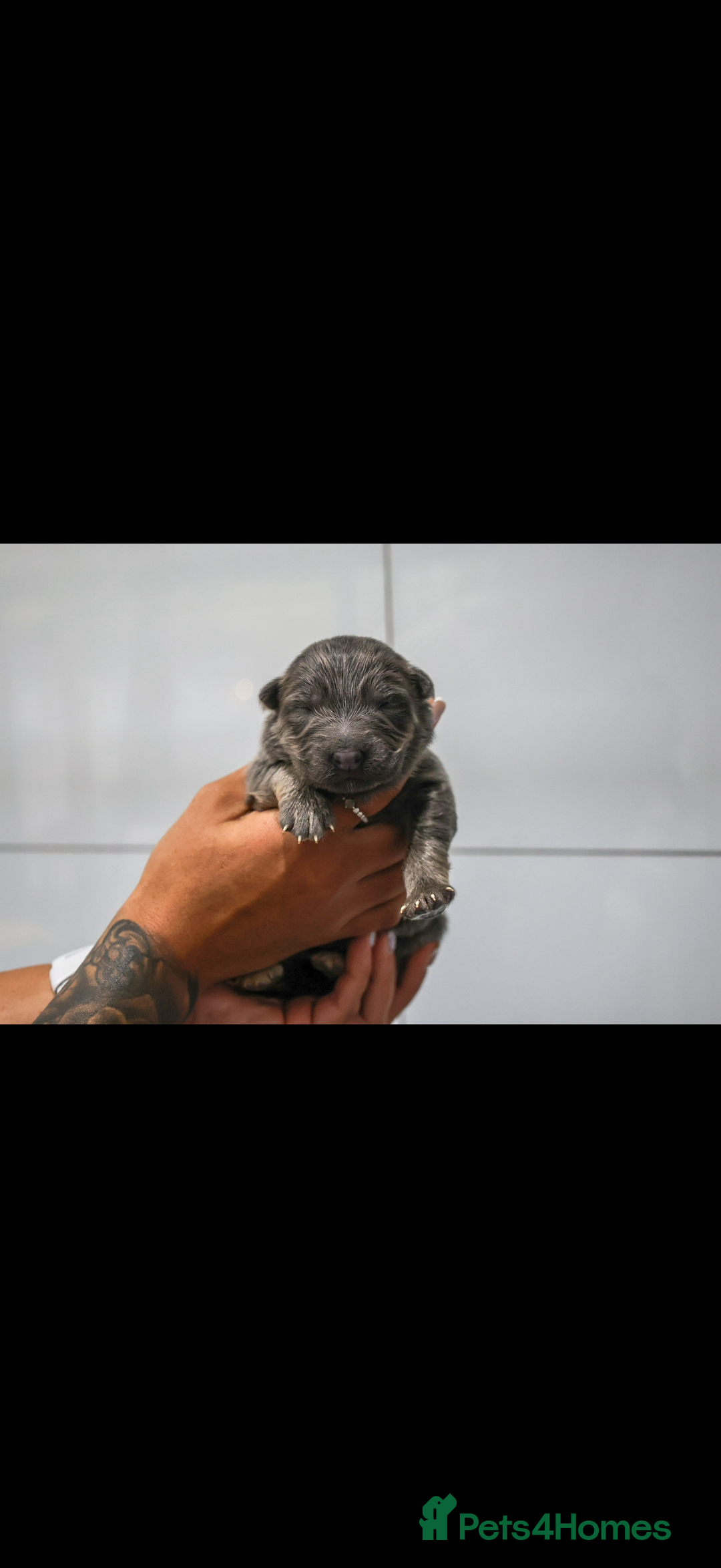 German Shepherd dogs for sale: ❤️KC pups ✨ health tested parents  - Advert 17