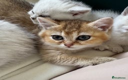 British Shorthair cats for sale: Championship Line Golden Tipped British Shorthair  - Image 4