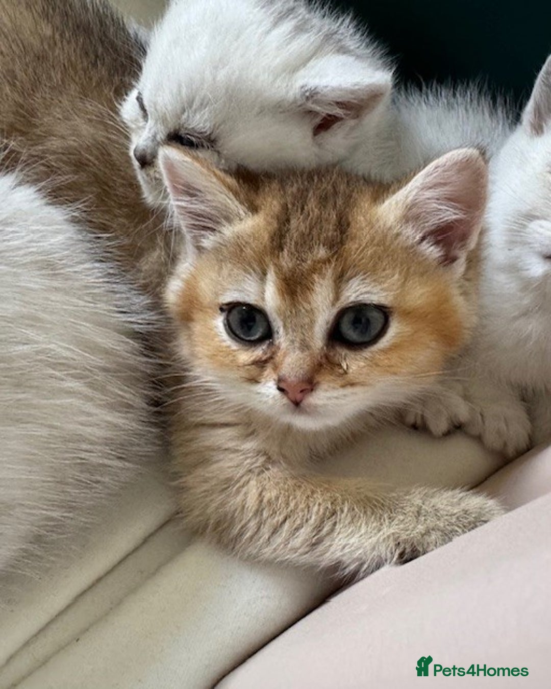 British Shorthair cats for sale: Championship Line Golden Tipped British Shorthair  - Image 4