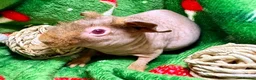 Guinea Pig rodents for sale: Superb Friendly pair of Skinny Pig Boys - Advert 8