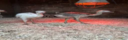 Emus poultry for sale: Rhea chicks  - Advert 6