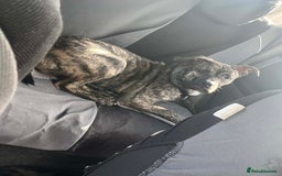 Mixed Breed dogs for sale: Rex! The 7 month old medium sized mixed breed - Advert 1