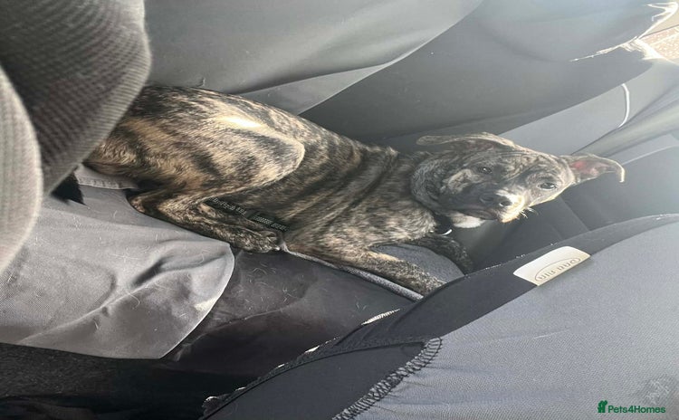 Mixed Breed dogs Rex! The 7 month old medium sized mixed breed - Advert 2