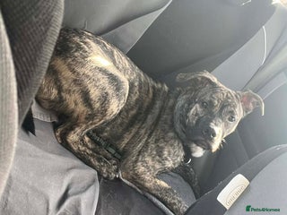 Mixed Breed dogs for sale: Rex! The 7 month old medium sized mixed breed - Advert 1