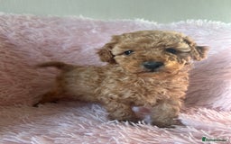 Toy Poodle dogs for sale: Beautiful Toy Poodles  - Image 9