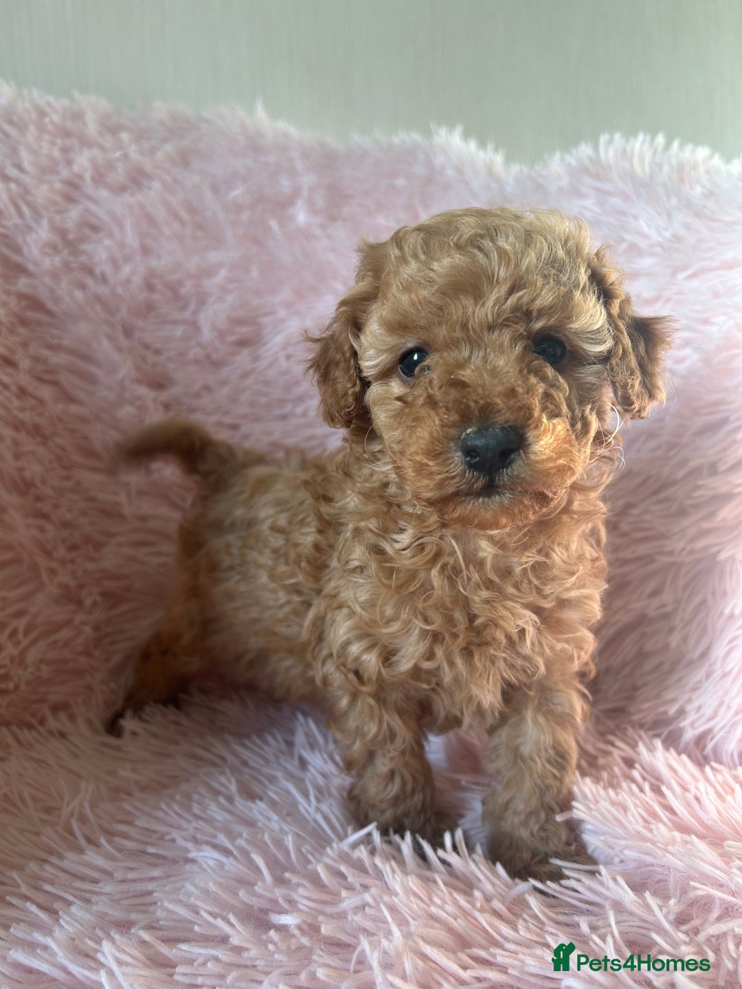 Toy Poodle dogs for sale: Beautiful Toy Poodles  - Image 9